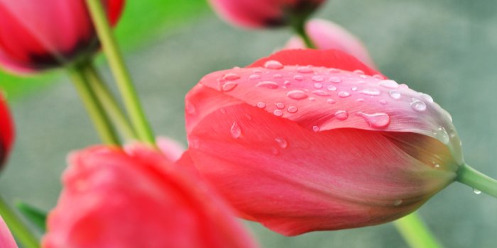 4608x3072 2866689 4608x3072 spring flowers rain tulips fresh daisy wallpaper