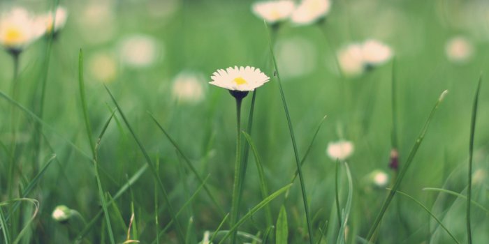 2880x1800 Spring Daisy Wallpaper - Apple Macbook Pro Free Wallpaper