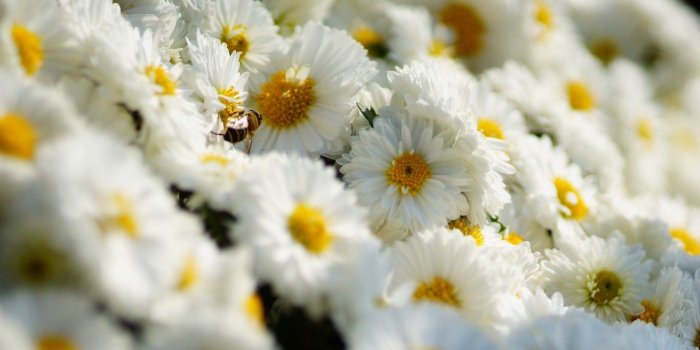 1332x850 Wallpaper wallpaper, flower, field, spring, daisy images for desktop