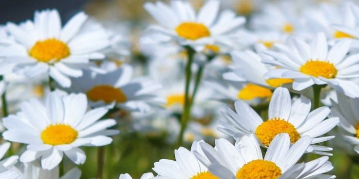 720x1280 Meadow, spring, flowers, white daisy, 720x1280 wallpaper | Flowers