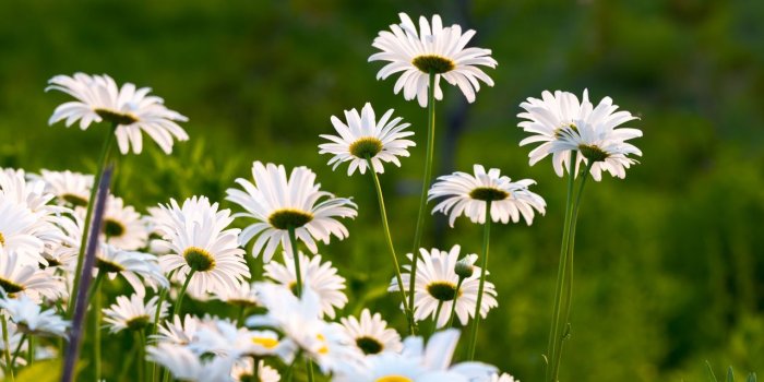 1280x1024 Download 1280x1024 Wallpaper Garden, White Daisy, Plants And Flowers