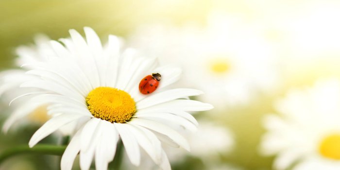 2560x1600 Spring Daisy Background 2560x1600