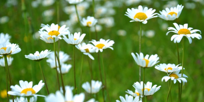 6016x4000 5362649 6016x4000 #austria, #bloom, #olbendorf, #flora, #plant