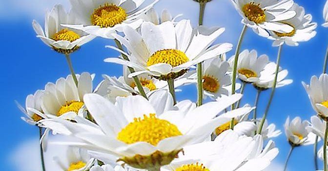 672x1200 Spring Daisy Wallpaper by MnamkyThe - 05 - Free on ZEDGE™