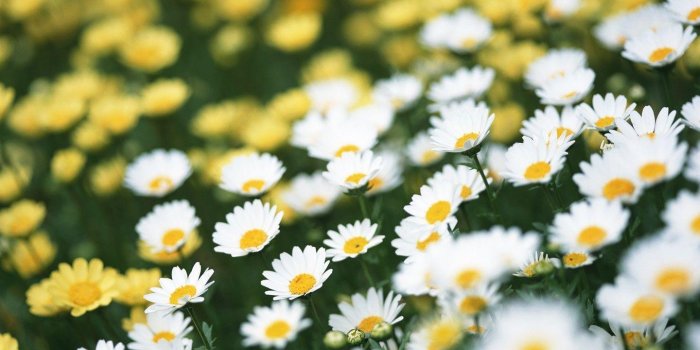 1440x900 Daisy Wallpapers