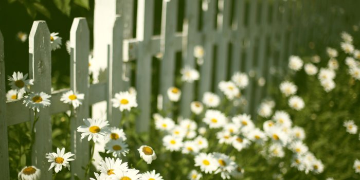 5760x3840 5079285 White Flower, Fence, Spring, Daisy wallpaper and background