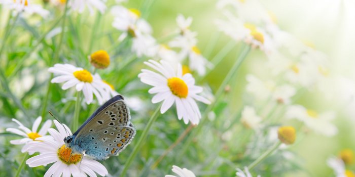 4350x2867 Flower: Time Daisies Spring Flowers Butterfly Daisy Wallpapers Hd
