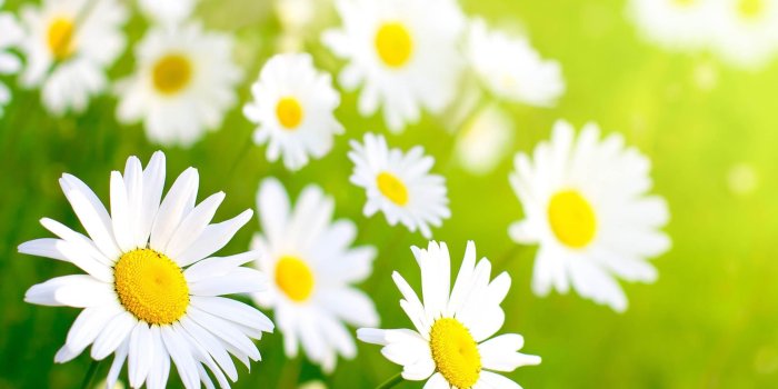 2560x1600 spring Chamomilles~ wallpaper | nature and landscape | Wallpaper Better