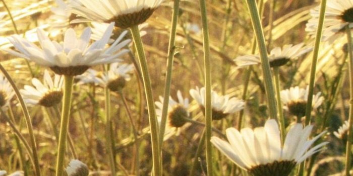 750x1334 Summer daisy wallpaper for your iPhone X from Everpix | iPhone