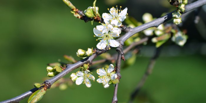 4608x3072 spring, Flowers, Rain, Tulips, Fresh, Daisy Wallpapers HD / Desktop