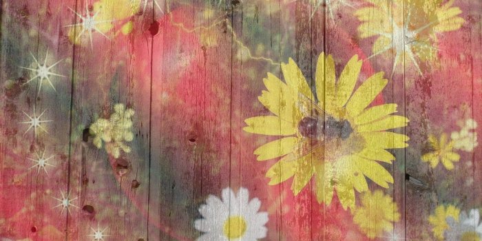 1680x1050 Flowers: Color Board Spring Flowers Daisy Flower Wallpaper Black And