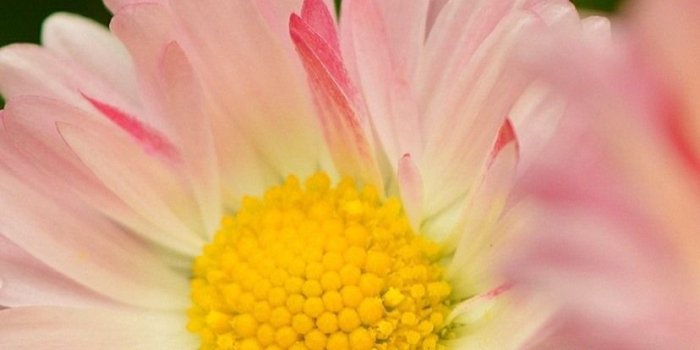828x1792 Pink petals daisy, spring 828x1792 iPhone XR wallpaper, background