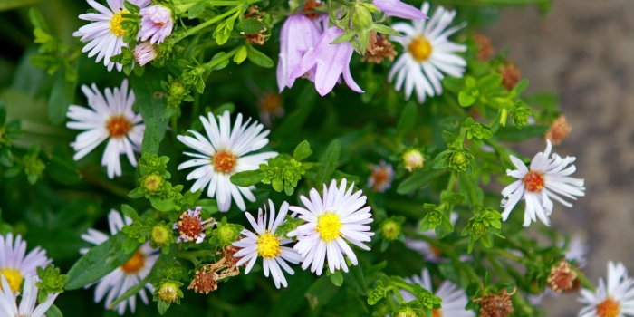 2560x1440 Download wallpaper 2560x1440 daisies, flowers, bells, herbs, spring