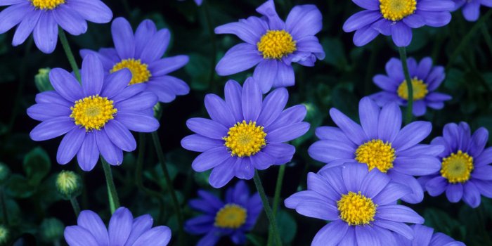 1920x1080 Spring, Aster Flower, European Michaelmas Daisy, Blue, Petal Full HD
