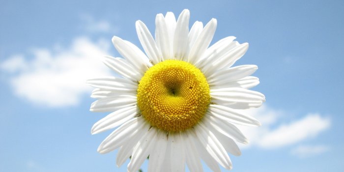 2560x1600 Spring Daisy Flower #6934261