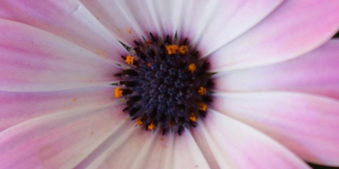 1440x2560 Purple Daisies Wallpaper - iPhone, Android & Desktop Backgrounds