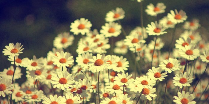 2560x1600 Daisies wallpaper - 3202 | 2560x1600