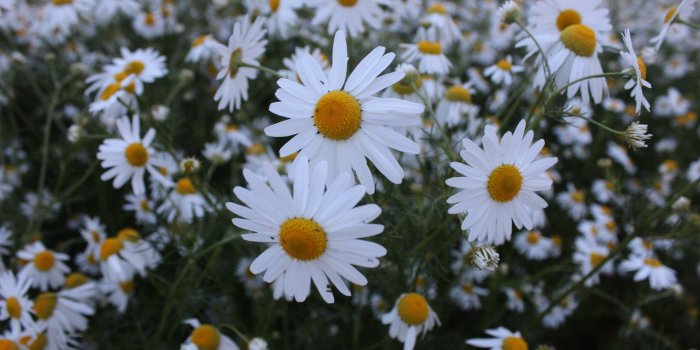 1920x1200 Download 1920x1200 Wallpaper White Daisy, Meadow, Plants, Spring