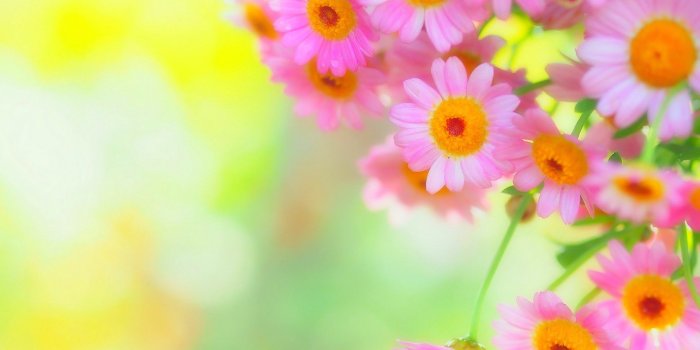 1920x1200 Flowers: Cute Little Daisies Flowers Pink Nature Tender Beautiful