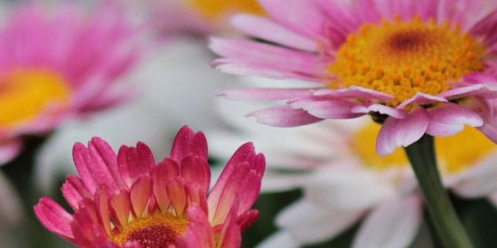 720x1280 Pink daisies, meadow, flowers, spring, 720x1280 wallpaper | Flowers