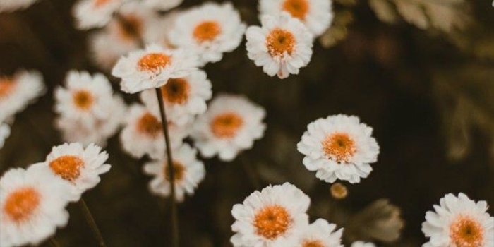 757x1136 Beautiful wild white daisy iphone wallpaper - Idea Wallpapers