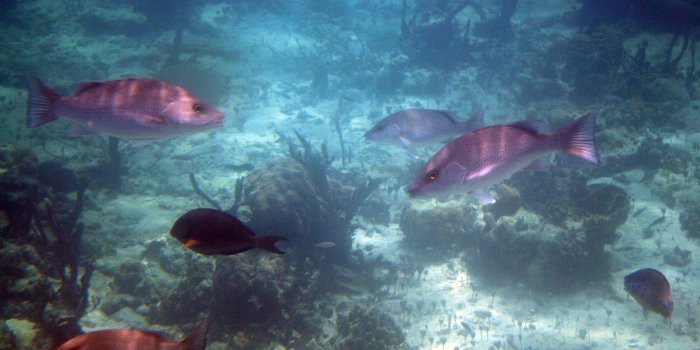 3840x2400 45+ Bahama Fish Wallpapers - Download at WallpaperBro