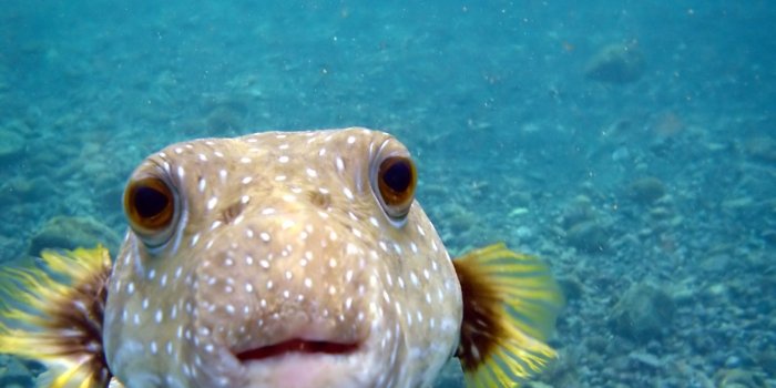 1920x1080 45+ Bahama Fish Wallpapers - Download at WallpaperBro