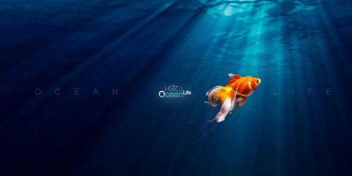 1920x1080 45+ Bahama Fish Wallpapers - Download at WallpaperBro