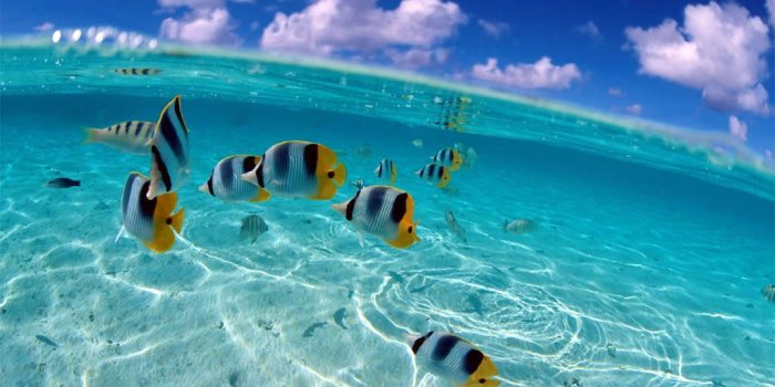 1024x768 Bahamas Fish in Clear Water #4238547, 1024x768 | All For Desktop