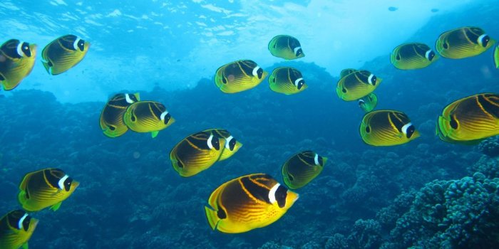 1920x1080 45+ Bahama Fish Wallpapers - Download at WallpaperBro