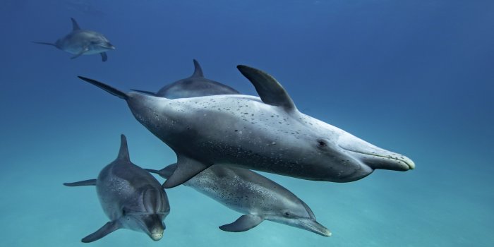 2880x1799 Wallpaper Selection | WildQuest | Wild Dolphin Swims Bahamas