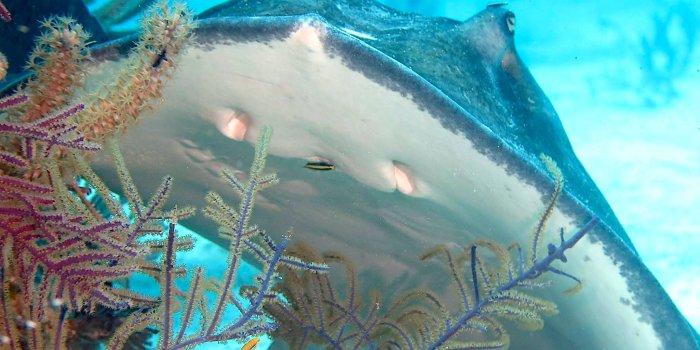 2048x1536 SOUTHERN STINGRAYS: BAHAMAS REEF FISH (41) | ROLLING HARBOUR ABACO