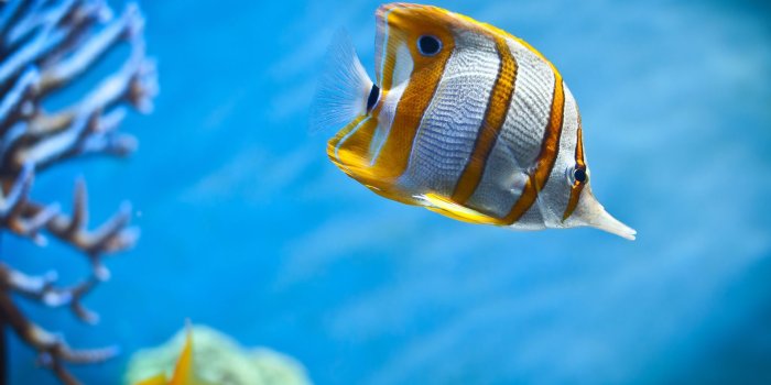 1920x1080 45+ Bahama Fish Wallpapers - Download at WallpaperBro