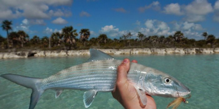 1600x1200 Fish Bahamas 2015!! | Delamere & Hopkins