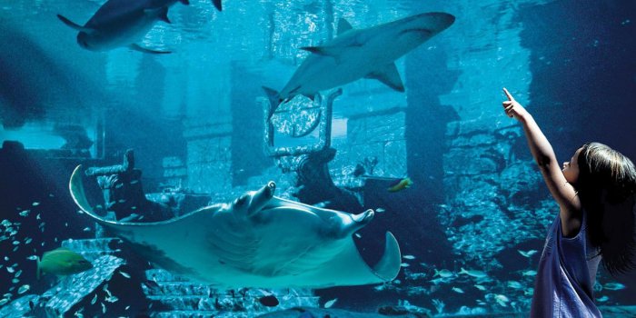 1600x750 Marine Exhibits & Bahamas Aquarium | Atlantis Paradise Island