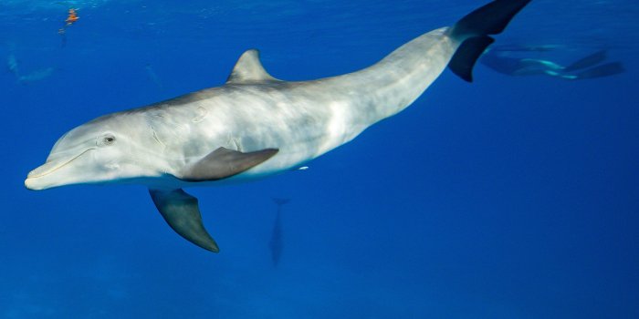 2880x1800 Wallpaper Selection | WildQuest | Wild Dolphin Swims Bahamas
