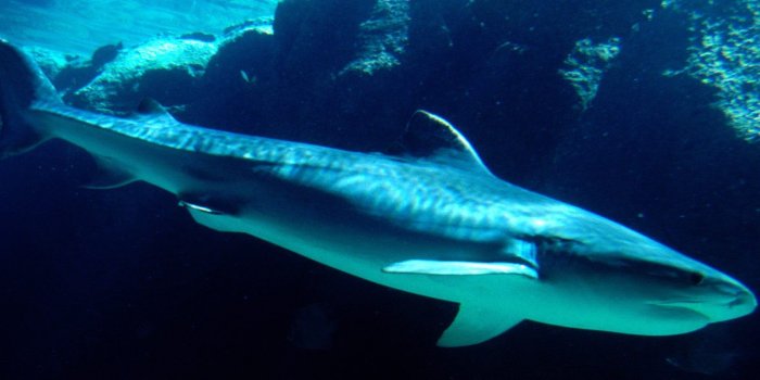 1600x1200 Animals: Tiger Shark Bahamas, picture nr. 14611