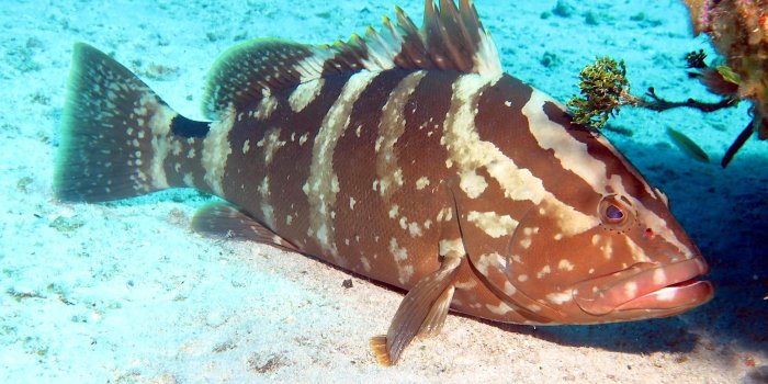 2048x1536 Tiger Grouper Bahamas | ROLLING HARBOUR ABACO