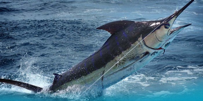 1280x800 Shore Fishing in the Bahamas | Hunter Charters
