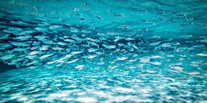 1920x1080 Saltwater Fishing Wallpaper (63+ images)