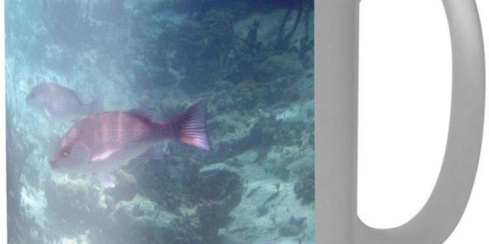 1596x1664 Arkist Wonderful & Beautiful-Amazing bahamas fish wallpaper White