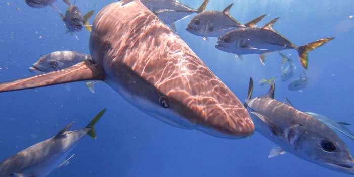 2048x1536 How to Travel with Pigs, Iguanas, And Sharks in the Bahamas