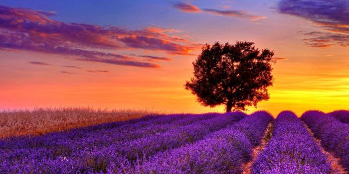 1920x1080 lavender-flower-field-sunset-high-resolution-wallpaper-for-desktop