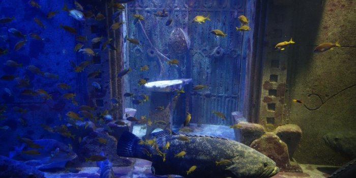 1332x850 Wallpaper Atlantis, Aquarium, Bahamas, Paradise Island images for