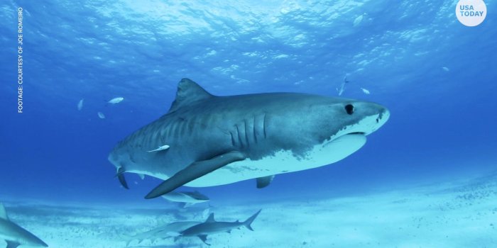 1920x1080 How to score quality time with tiger sharks in the Bahamas