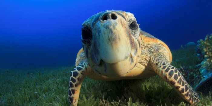 3840x2160 4k Wallpaper Hawksbill Sea Turtle Bahamas Atlantic Pacific Indian
