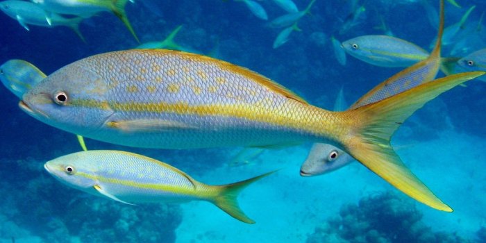1200x896 Yellowtail Snapper - Ocyurus chrysurus - Nassau, Bahamas - Photo 4