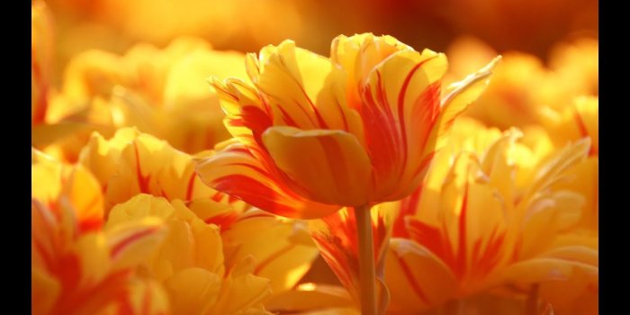 1280x720 Wallpapers hd 1080p - Download free in high resolutions!