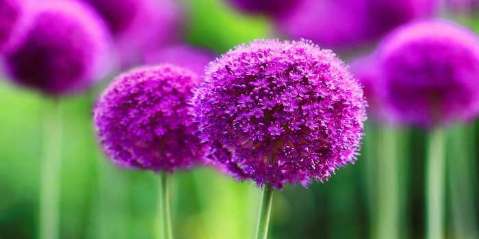 1920x1080 Beautiful Purple Flower Wallpaper Desktop Background ~ Festival