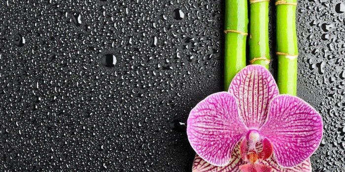 1600x1200 Orchids In Water Wallpaper Mobile ~ Festival Wallpaper